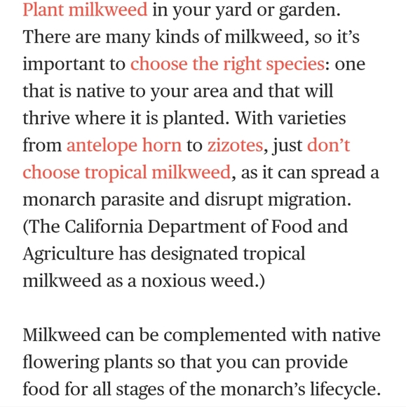Help save the Monarch Butterfly - Picture 3 of 4